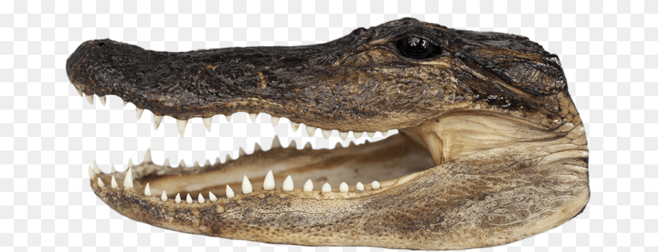 American Crocodile, Animal, Lizard, Reptile Free Png Download