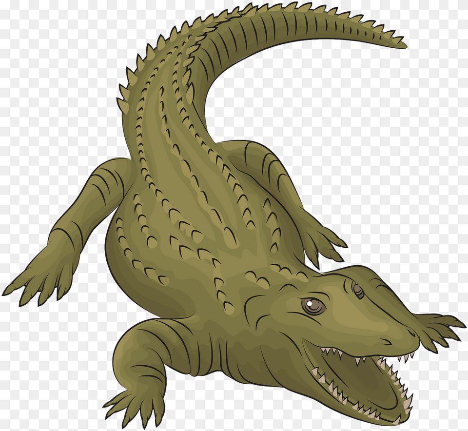 American Crocodile, Animal, Reptile, Dinosaur Free Png