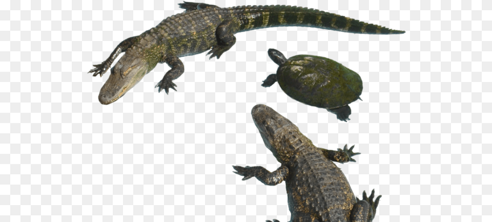 American Crocodile, Animal, Reptile, Sea Life, Turtle Free Transparent Png