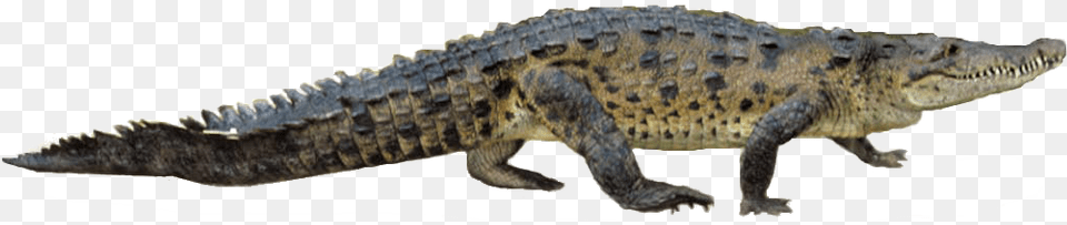 American Crocodile, Animal, Lizard, Reptile Free Transparent Png