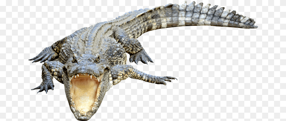 American Crocodile, Animal, Lizard, Reptile Png