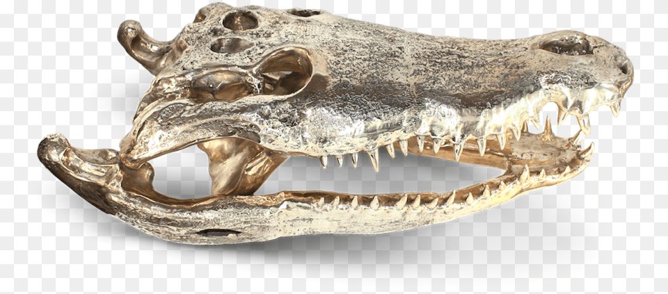 American Crocodile, Animal, Reptile, Insect, Invertebrate Png Image