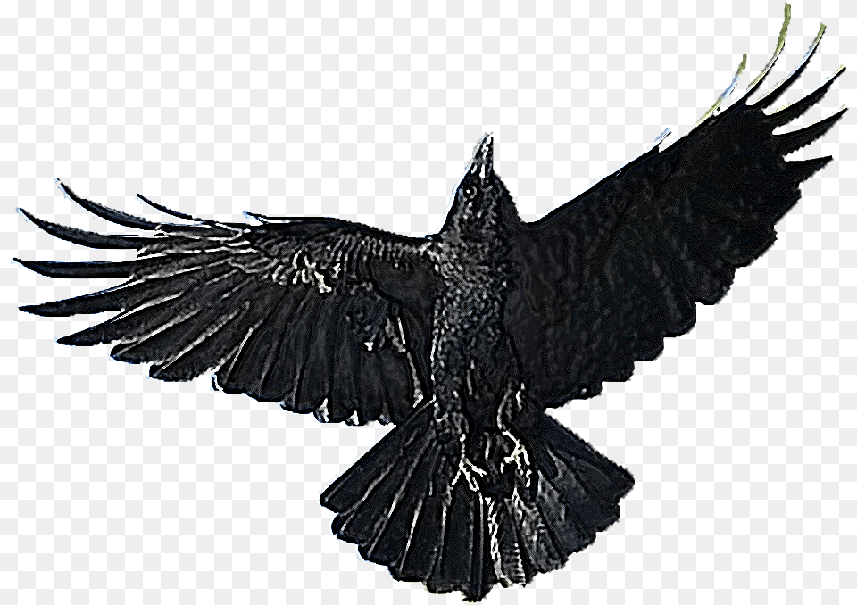 American Crow, Animal, Bird, Blackbird Free Png Download
