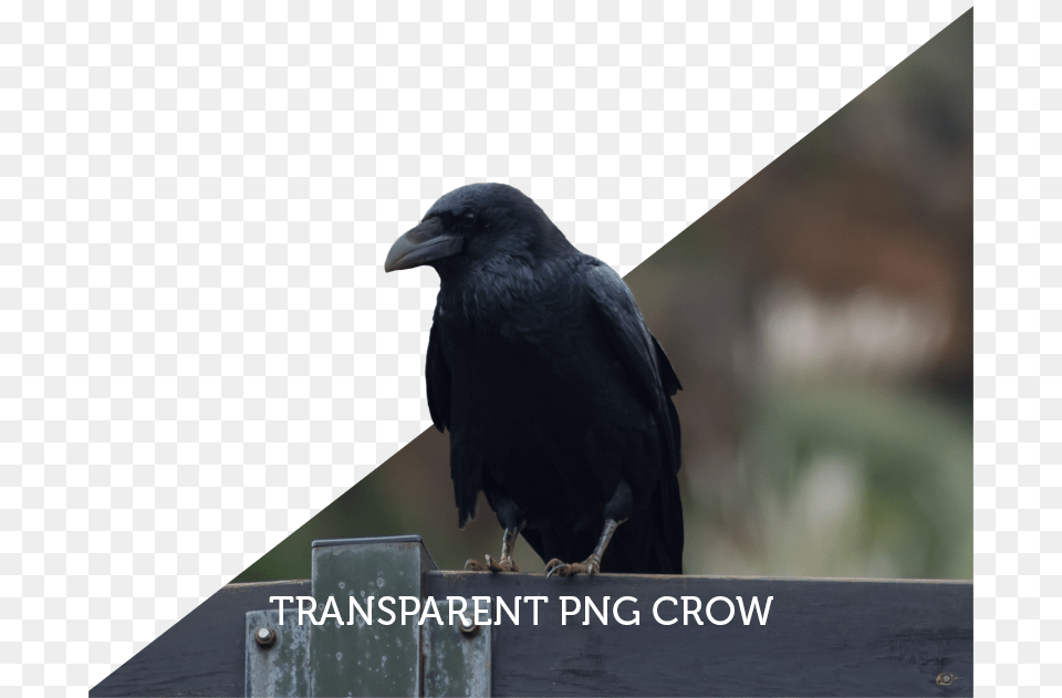 American Crow, Animal, Bird, Blackbird Free Transparent Png