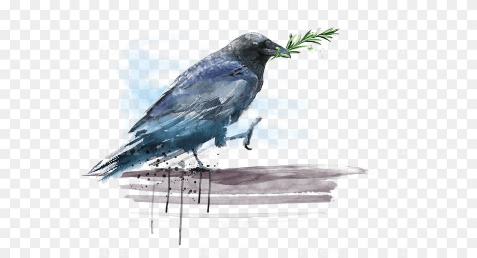 American Crow, Animal, Bird, Blackbird, Jay Png