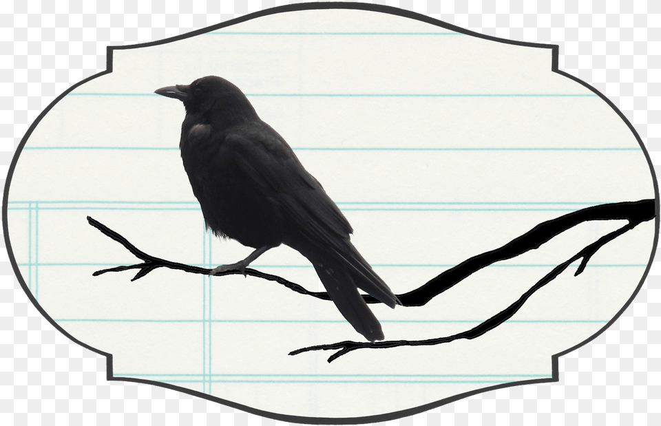 American Crow, Animal, Bird, Blackbird Free Png