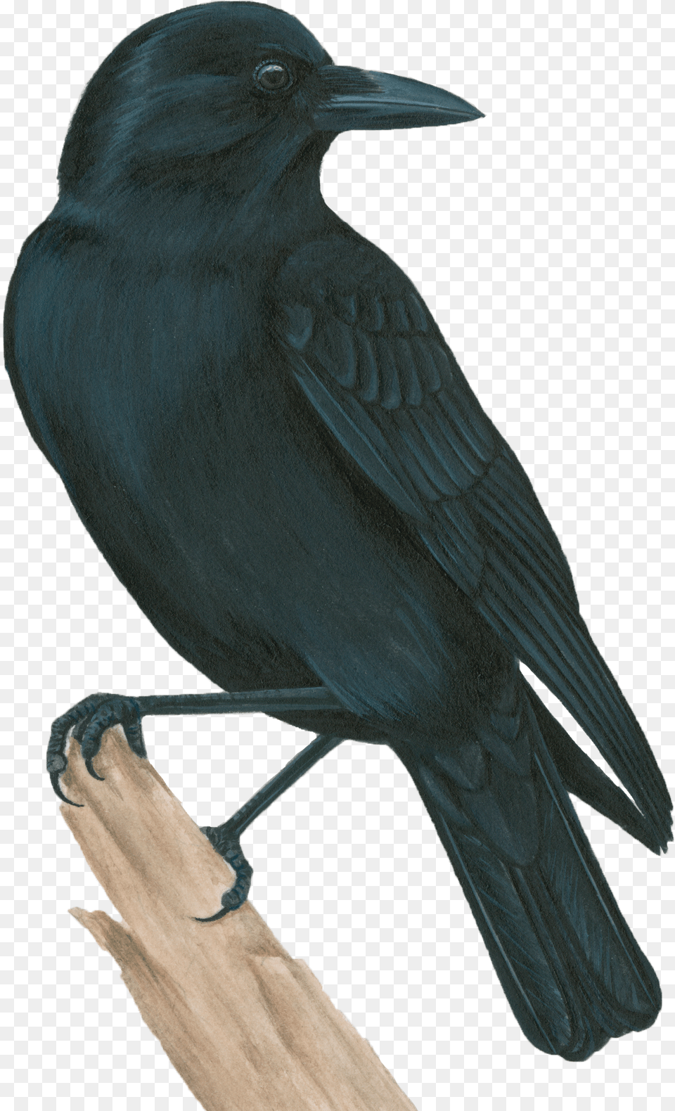 American Crow, Animal, Bird, Blackbird Free Transparent Png