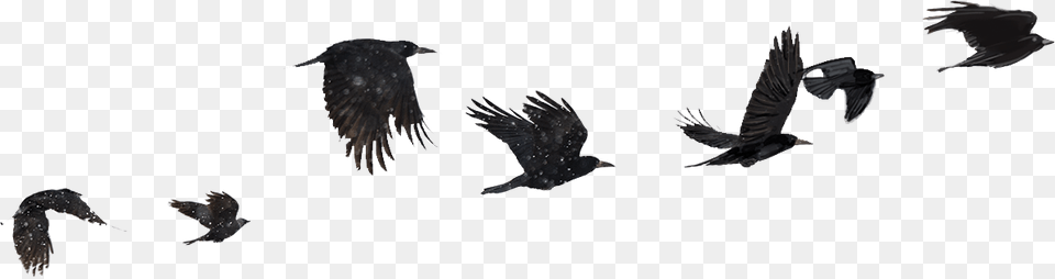 American Crow, Animal, Bird, Flying, Blackbird Free Png Download