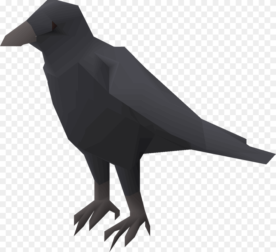 American Crow, Person, Animal, Bird, Blackbird Free Transparent Png