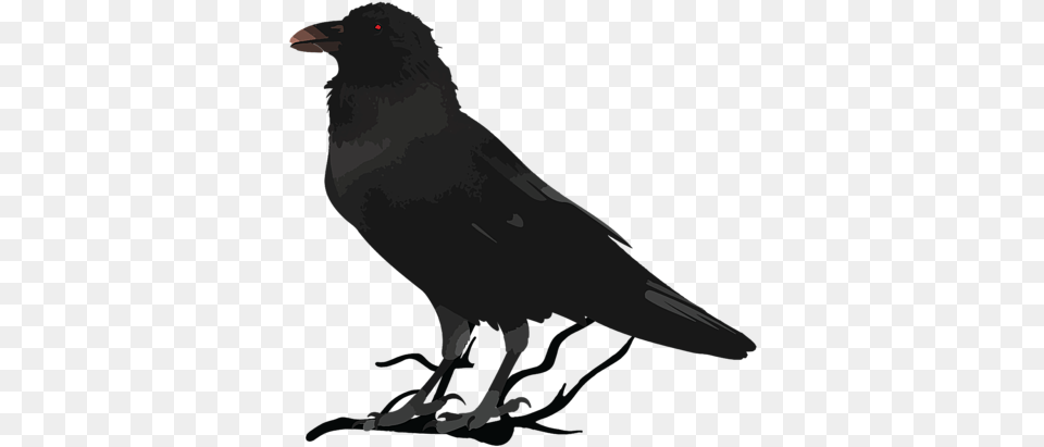 American Crow, Animal, Bird, Blackbird Free Png