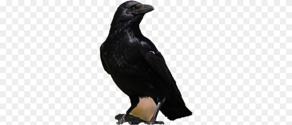 American Crow, Animal, Bird, Blackbird Free Png Download