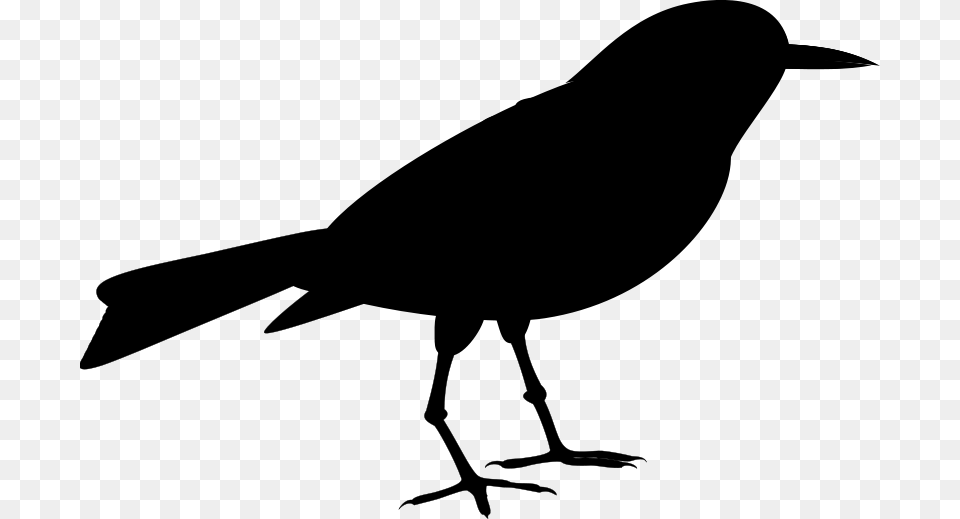 American Crow Clip Art Fauna Silhouette Common Raven Old World Flycatcher, Gray Free Transparent Png
