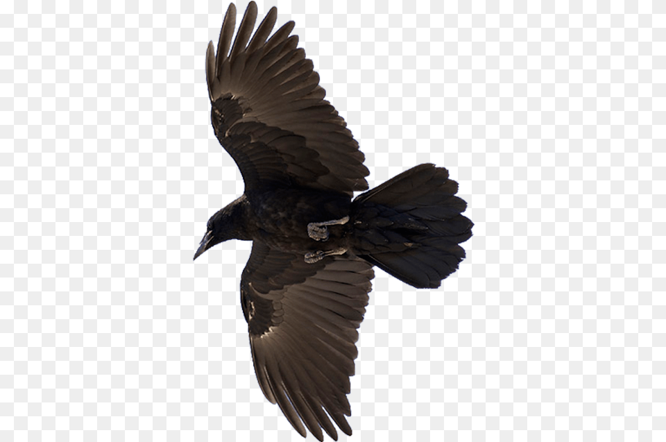 American Crow Common Raven Bird Flight, Animal, Blackbird, Vulture Free Png Download