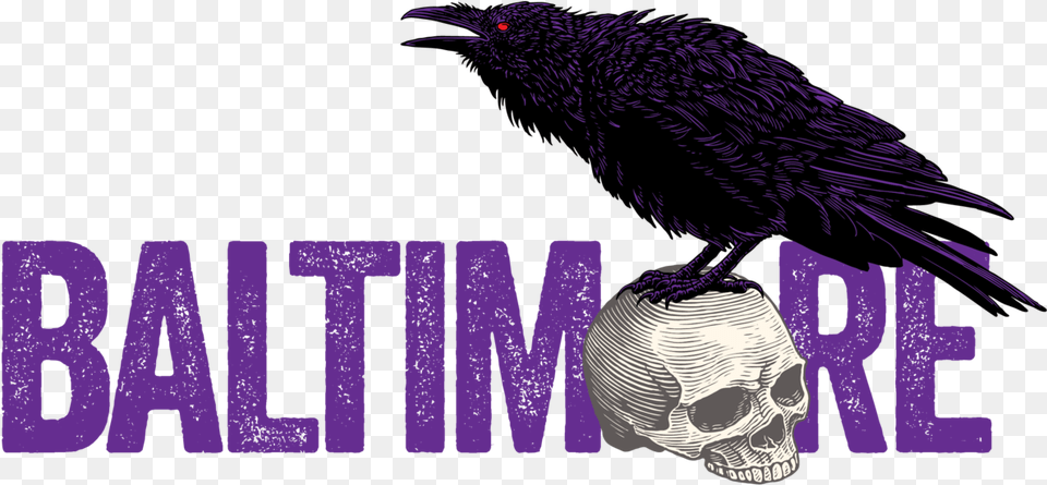 American Crow Download Sublime Fm, Animal, Beak, Bird, Blackbird Png