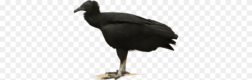 American Crow Image Black Vulture No Background, Animal, Bird, Condor Png