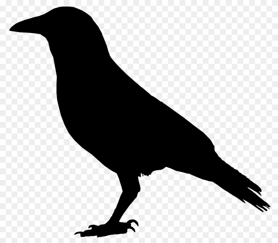 American Crow Raven Cornell Lab Of Ornithology Clip Art, Gray Png