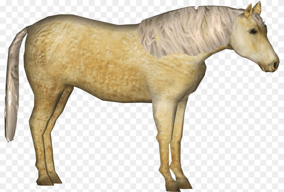 American Curly Horse Mustang Horse, Animal, Colt Horse, Mammal Free Transparent Png