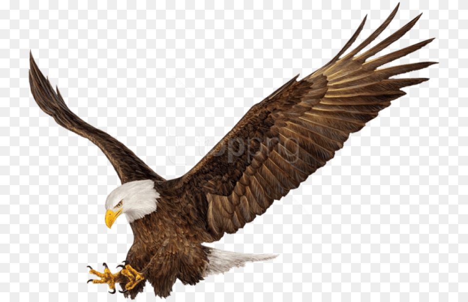 American Eagle, Animal, Bird, Beak, Bald Eagle Free Png Download