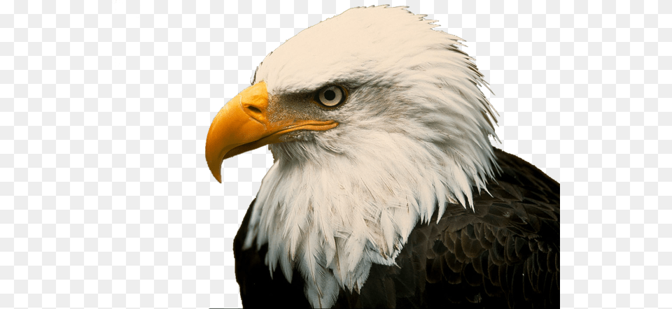 American Eagle Download Bald Eagle On Drugs, Animal, Beak, Bird, Bald Eagle Free Png