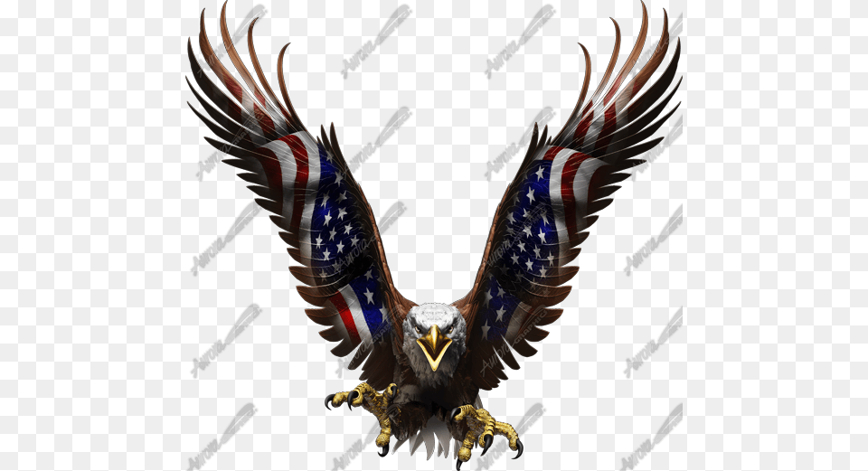 American Eagle Flight Straight Bird, Animal, Beak, Flying, Person Free Png Download