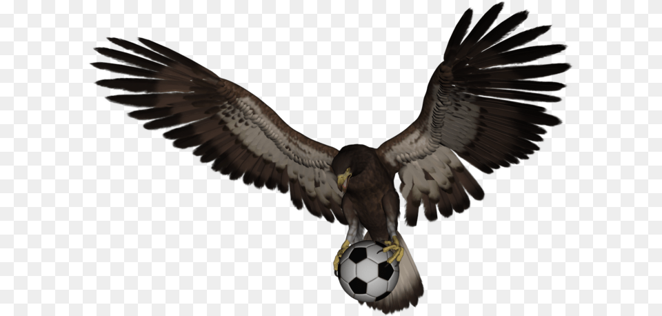 American Eagle Flying, Animal, Vulture, Bird, Ball Png Image