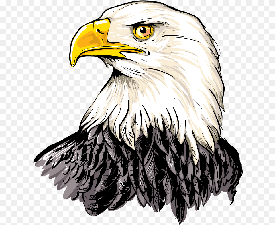 American Eagle Head Convergence Illustration Of A Bald Eagle, Animal, Beak, Bird, Bald Eagle Free Transparent Png