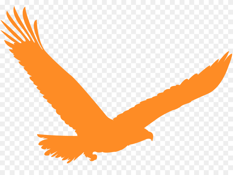 American Eagle Silhouette, Animal, Bird, Flying, Kite Bird Free Png