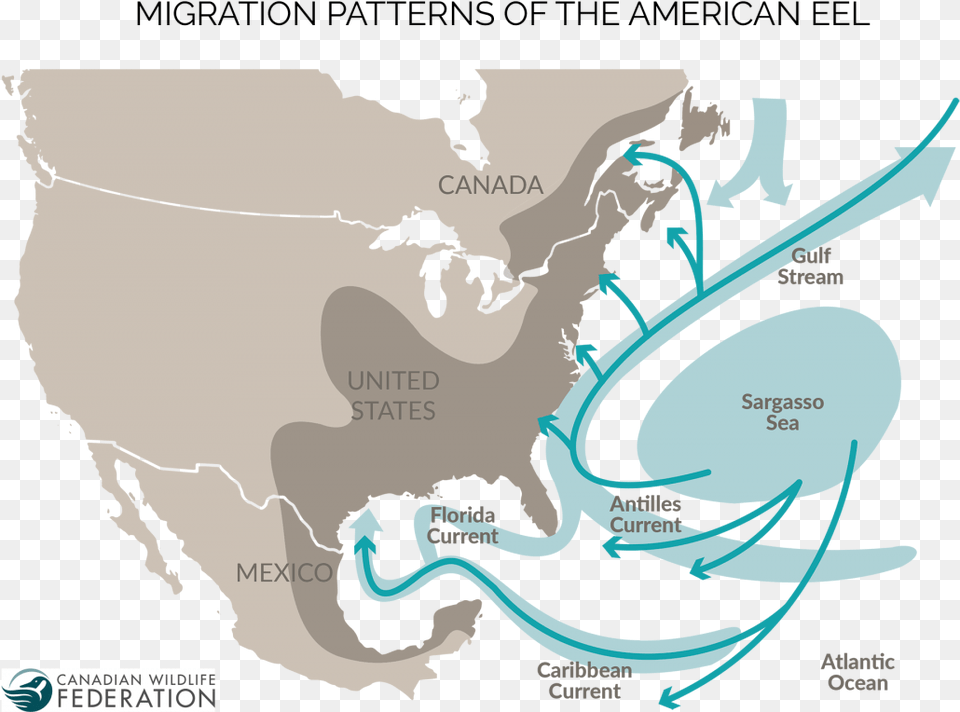 American Eel Migration Map Cwf American Eel Migration Map, Chart, Plot, Sea, Outdoors Free Png Download