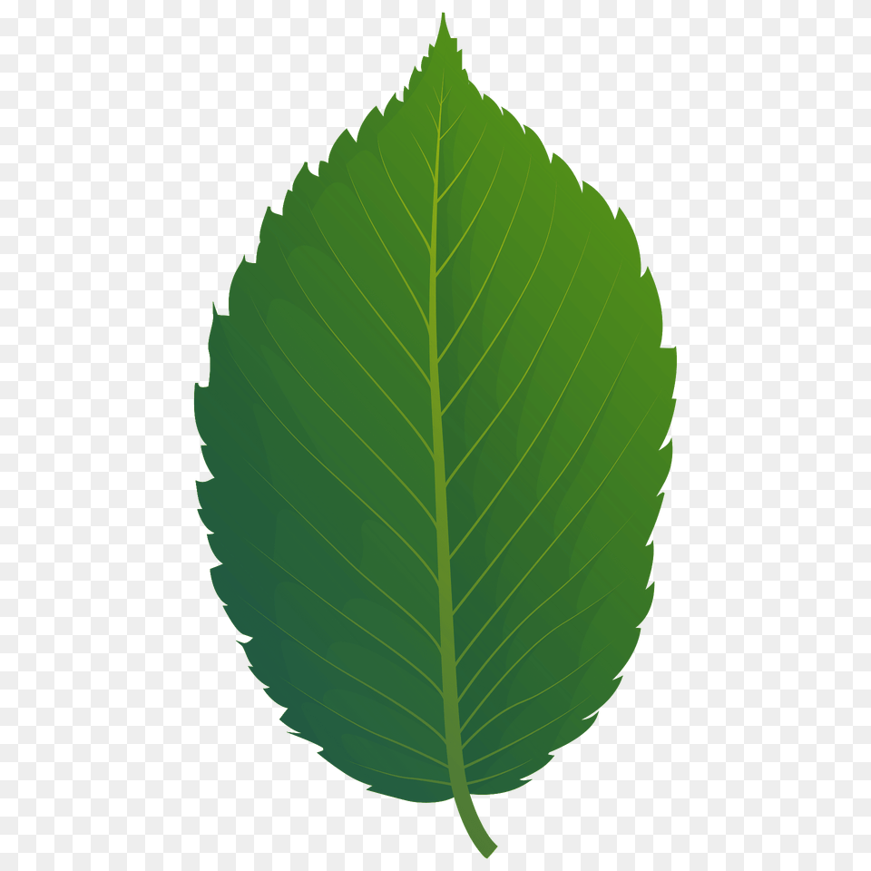 American Elm Spring Leaf Clipart, Plant Free Png