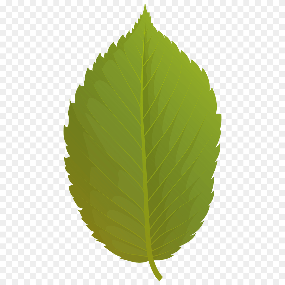 American Elm Summer Leaf Clipart, Plant, Tree Free Png
