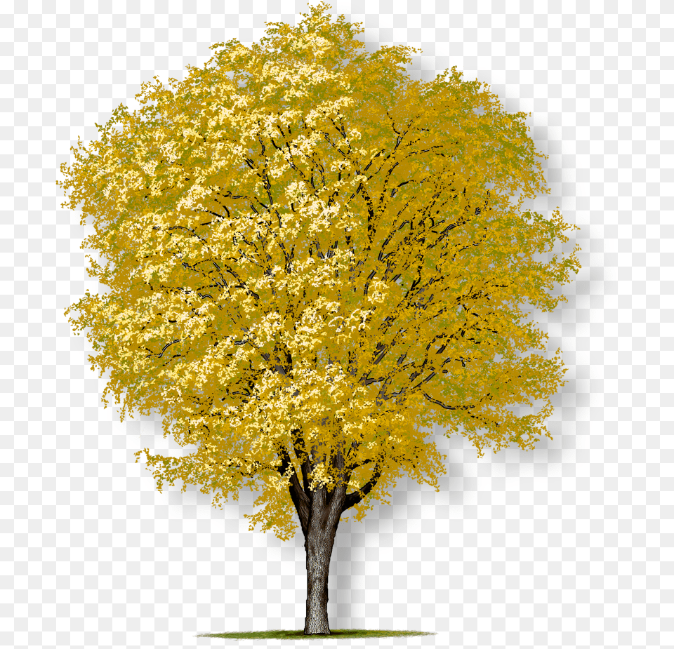American Elm Tree, Maple, Plant, Tree Trunk, Leaf Png Image