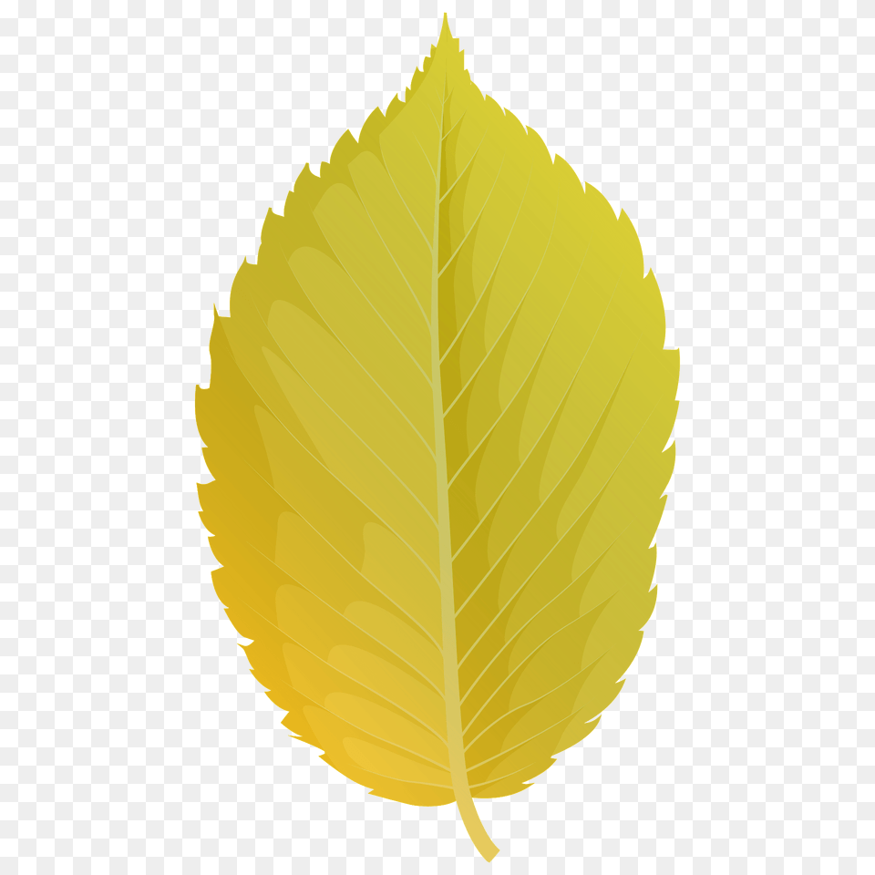 American Elm Yellow Leaf Clipart, Plant Free Png Download