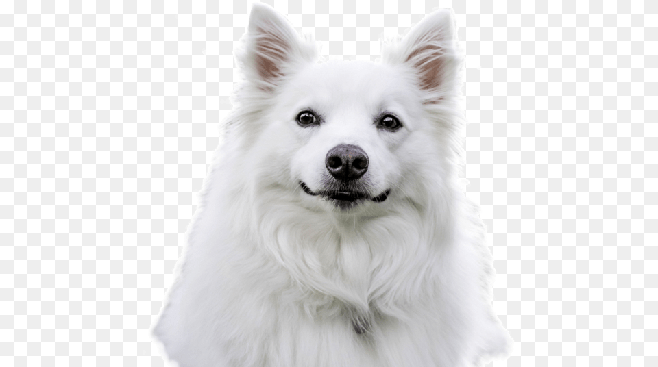 American Eskimo Dog, Animal, Canine, Eskimo Dog, Mammal Png Image