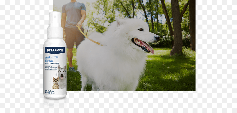 American Eskimo Dog, Pet, Mammal, Eskimo Dog, Canine Free Transparent Png