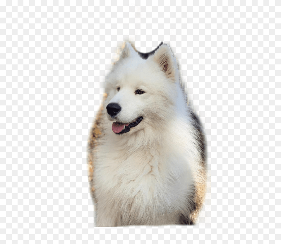 American Eskimo Dog, Animal, Canine, Eskimo Dog, Mammal Free Png