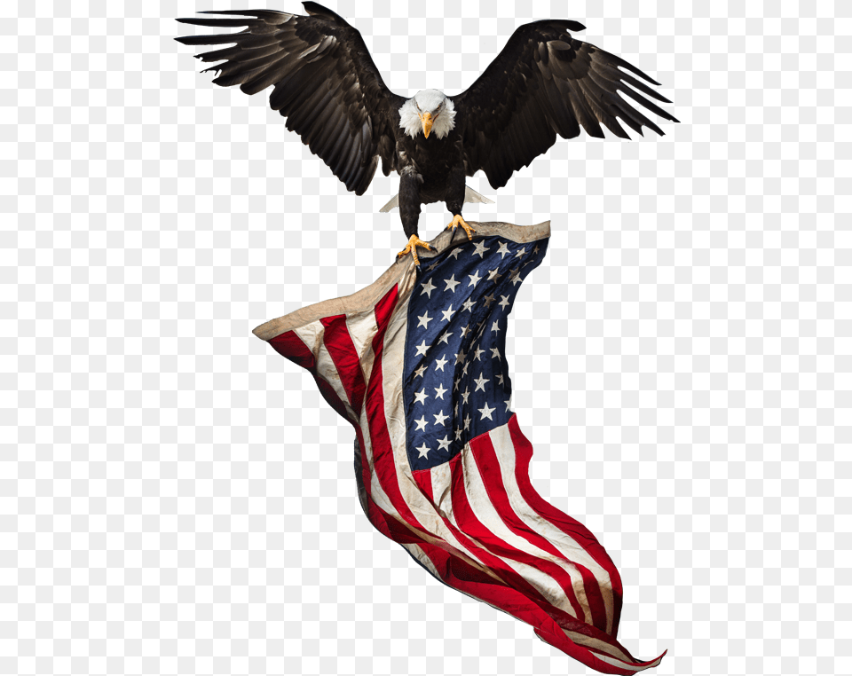 American Flag Eagle Background, Animal, Bird, American Flag Png Image