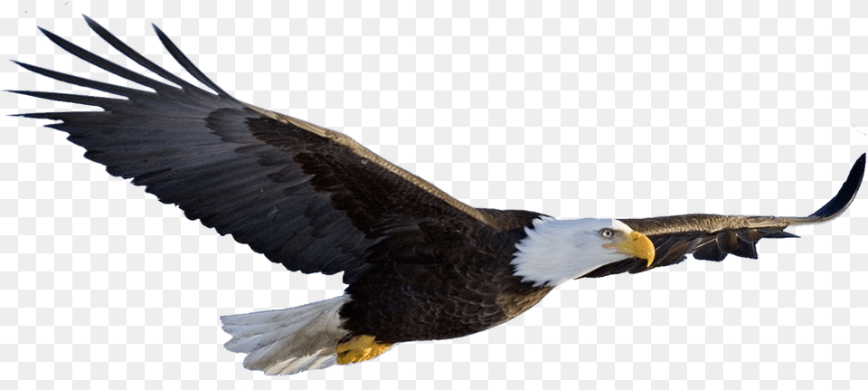 American Flag Eagle Transparent Background Eagle, Animal, Bird, Flying, Bald Eagle Png Image