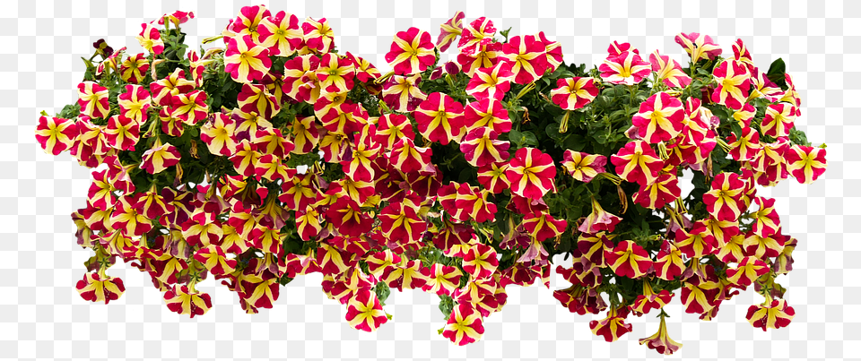 American Flowers Image Petunia, Flower, Flower Arrangement, Flower Bouquet, Geranium Free Png Download