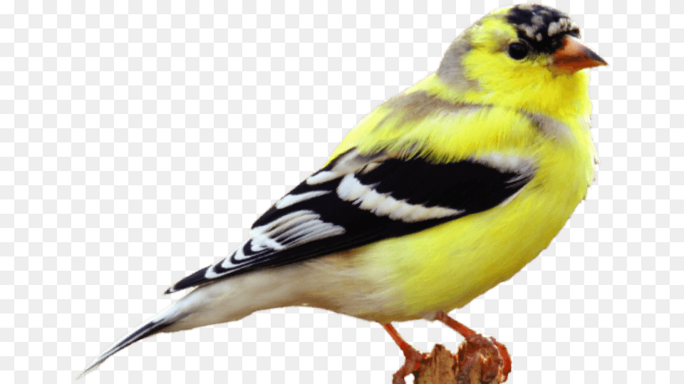 American Goldfinch, Animal, Bird, Finch, Canary Free Png Download