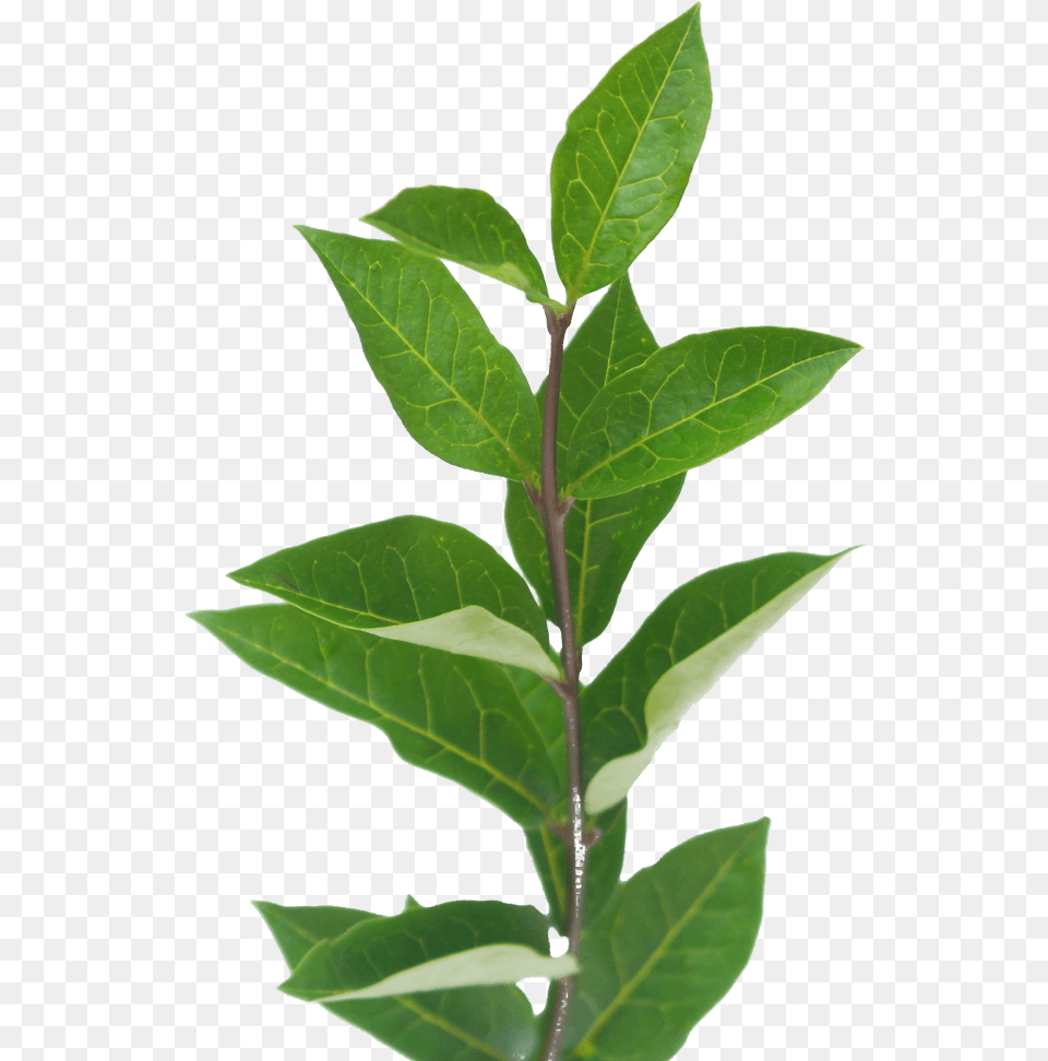 American Holly, Leaf, Plant, Tree, Annonaceae Free Png