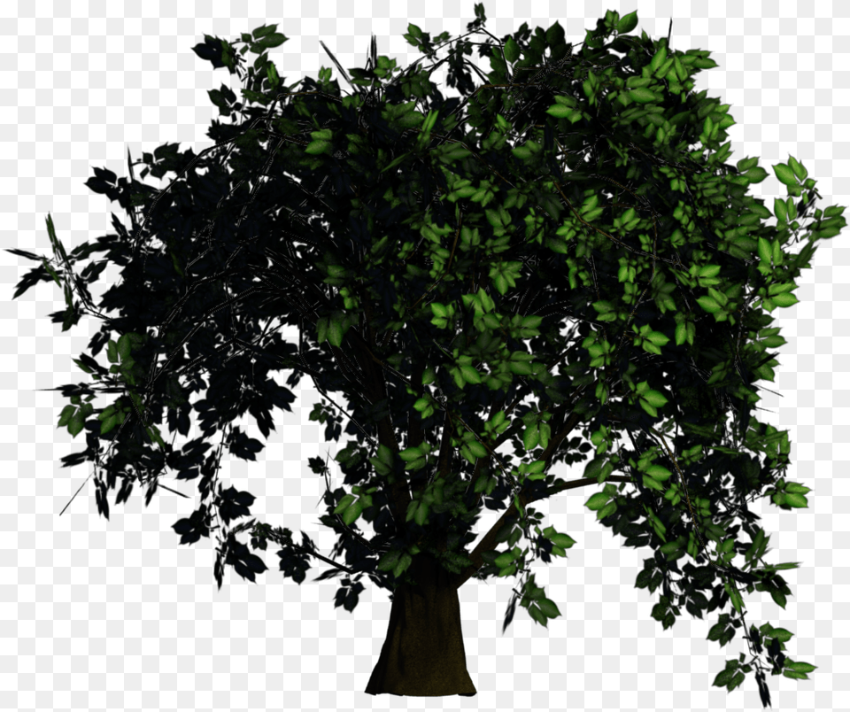 American Holly, Plant, Tree, Nature, Night Free Png