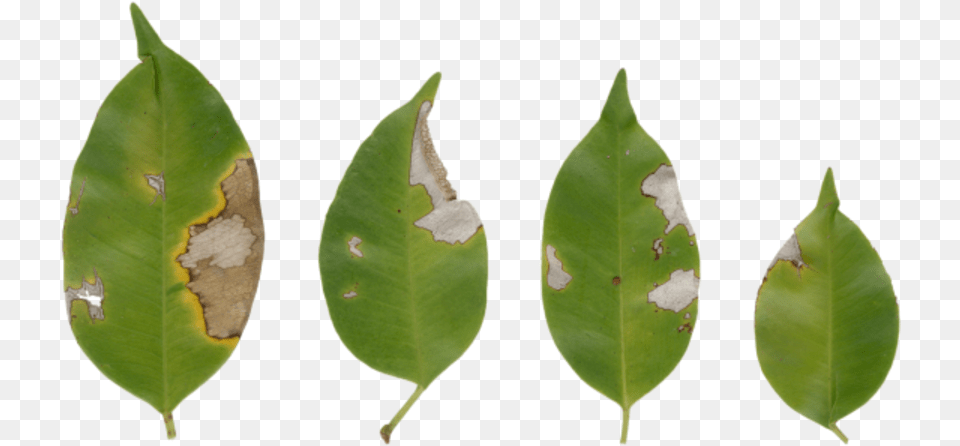 American Holly Bud, Leaf, Plant, Tree Png Image