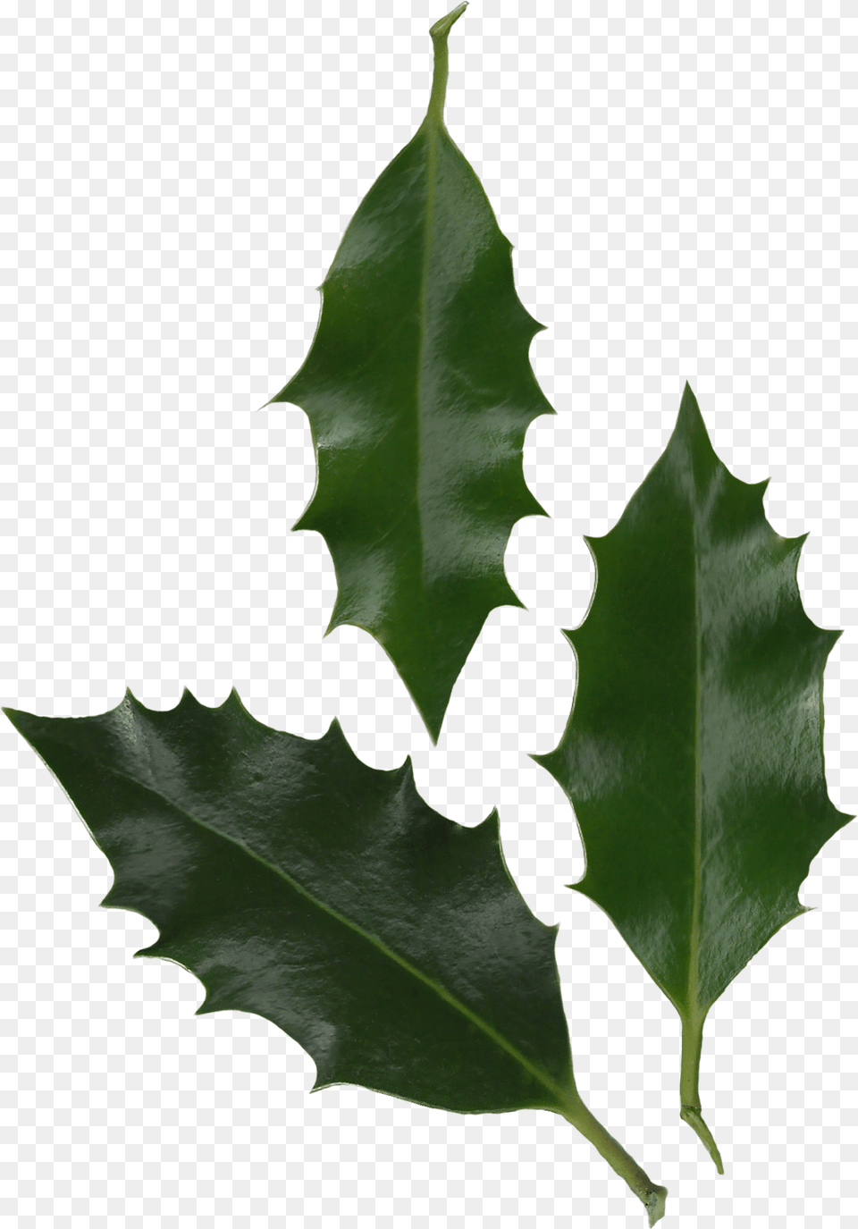 American Holly Holly Ilex Aquifolium Leaf, Plant, Tree Free Png Download