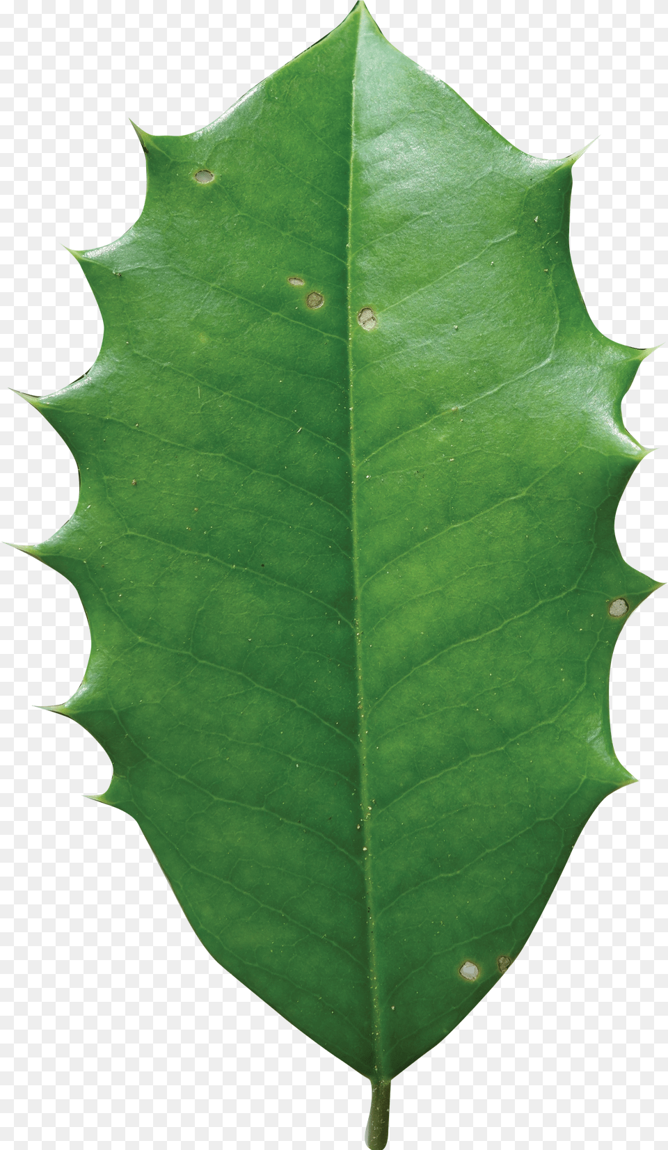American Holly Leaf Transparent American Holly Tree Leaf Png Image