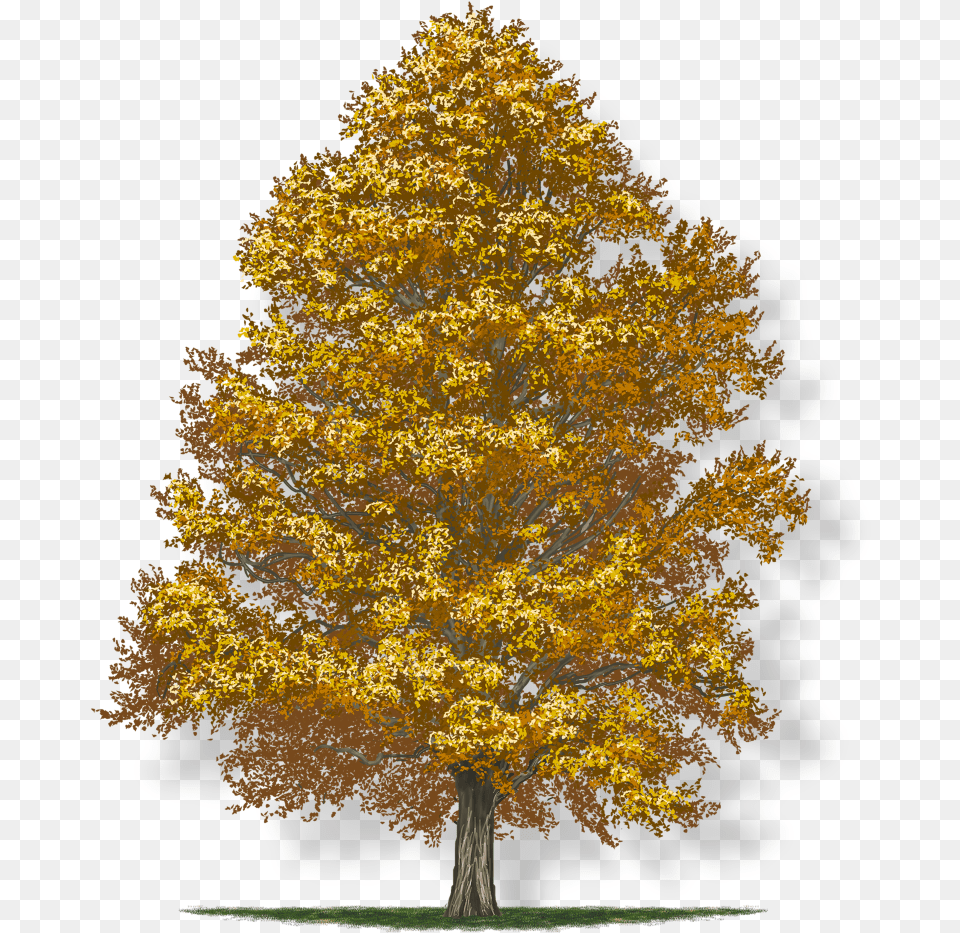 American Holly Tree, Maple, Plant, Tree Trunk, Leaf Free Png Download