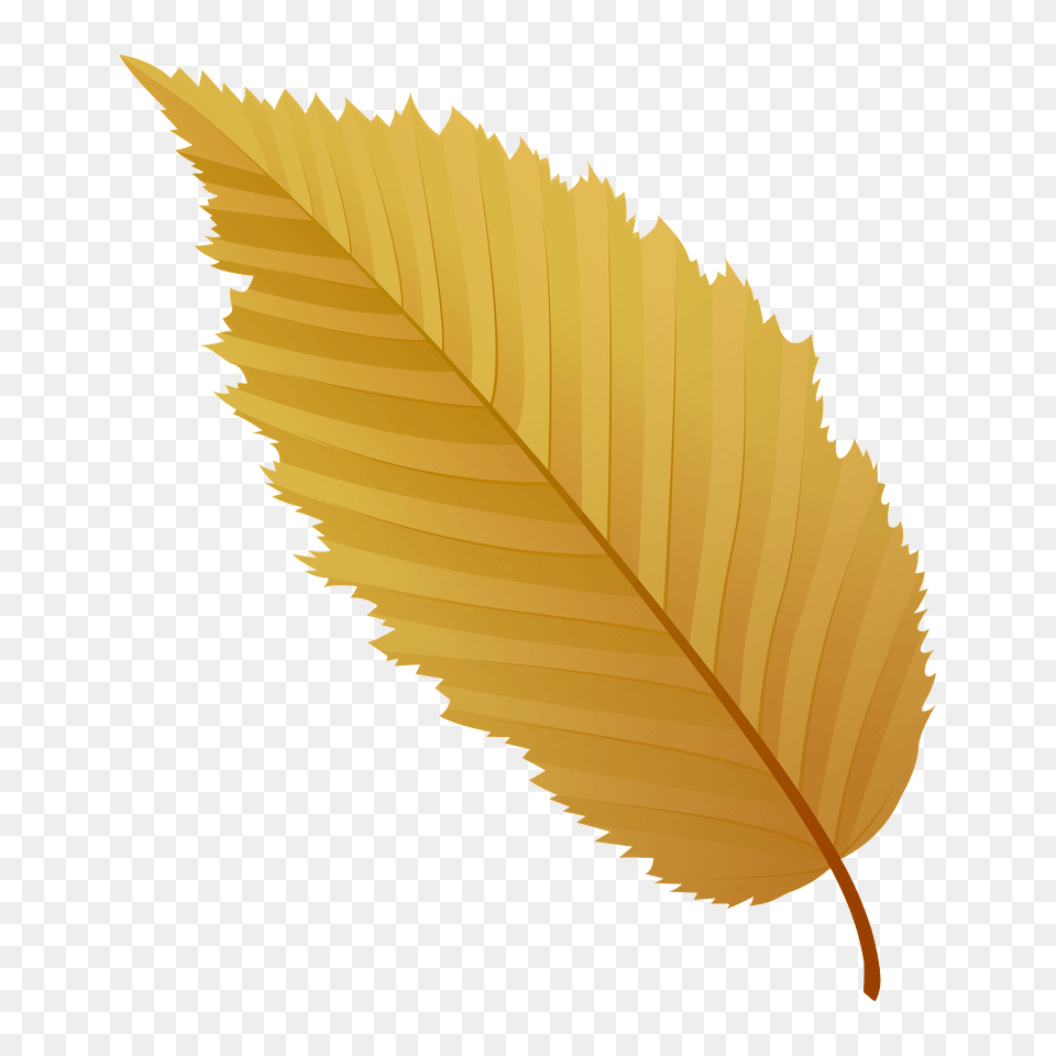 American Hornbeam Autumn Leaf Clipart, Plant, Tree Free Transparent Png