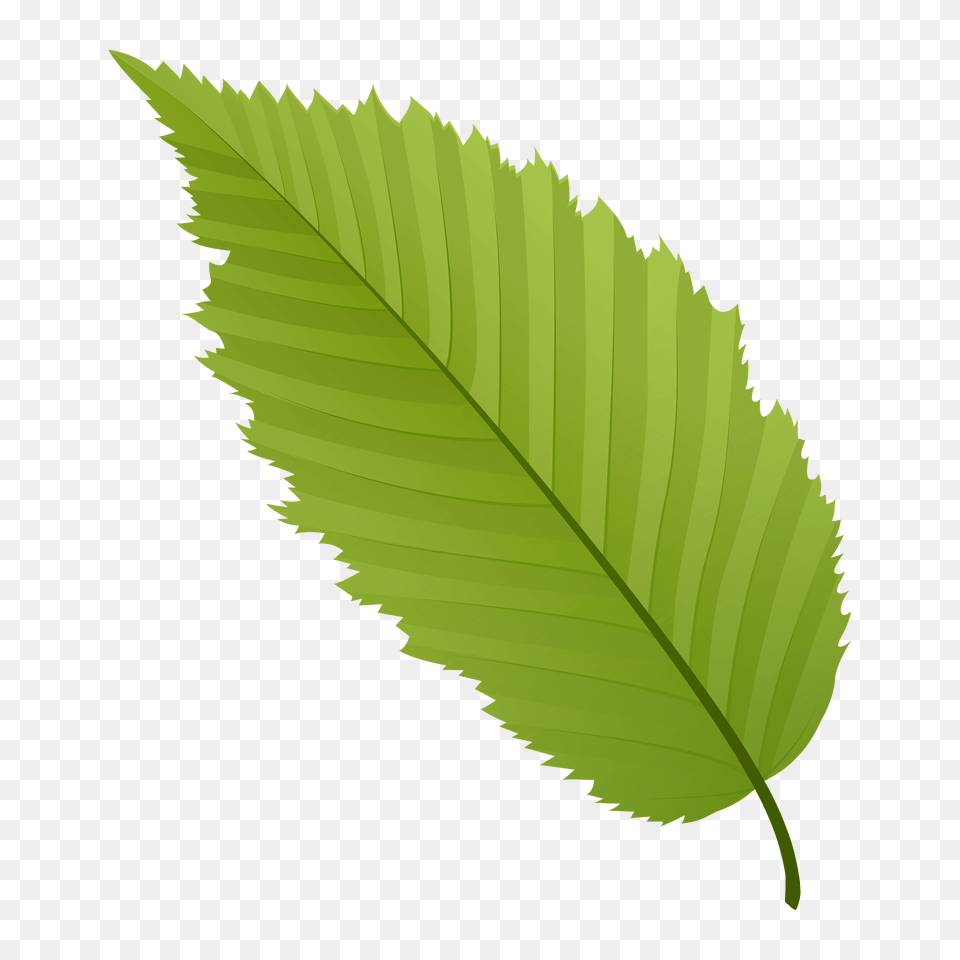 American Hornbeam Green Leaf Clipart, Plant, Tree Free Png Download