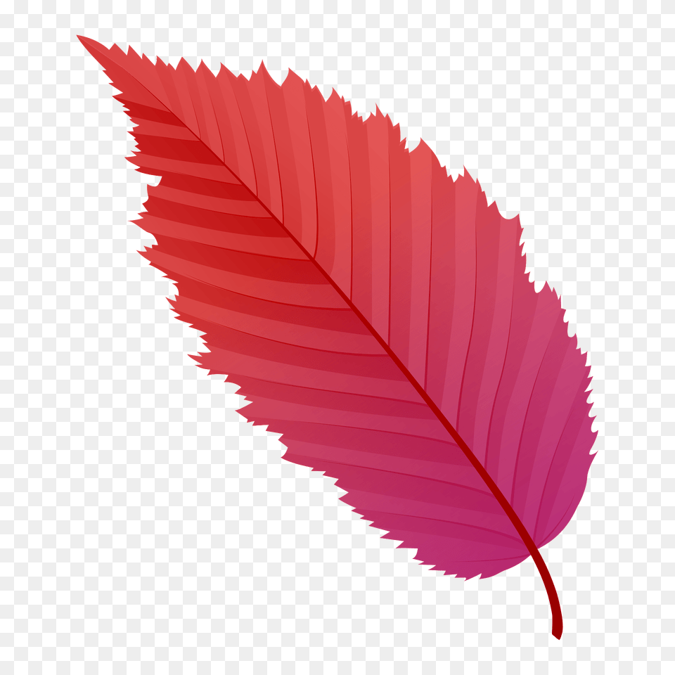 American Hornbeam Red Leaf Clipart, Plant Free Png Download