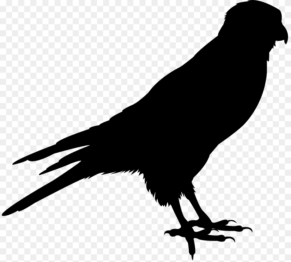 American Kestrel Silhouette, Animal, Bird, Blackbird Png