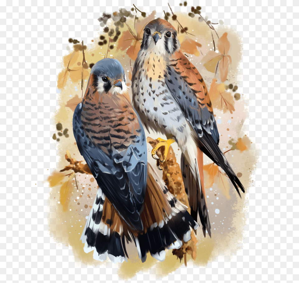 American Kestrel Watercolor Painting By Kajenna On Watercolor Painting, Animal, Bird, Buzzard, Hawk Free Png Download